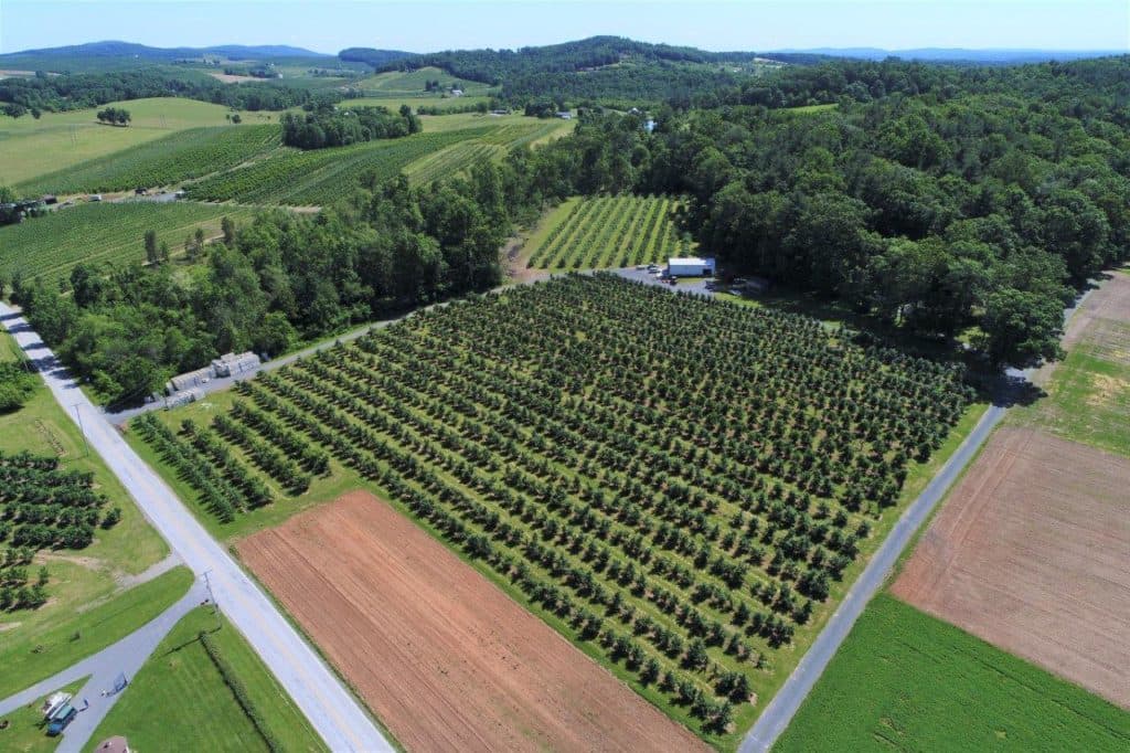 Adams County Orchard Viewed from Drone
