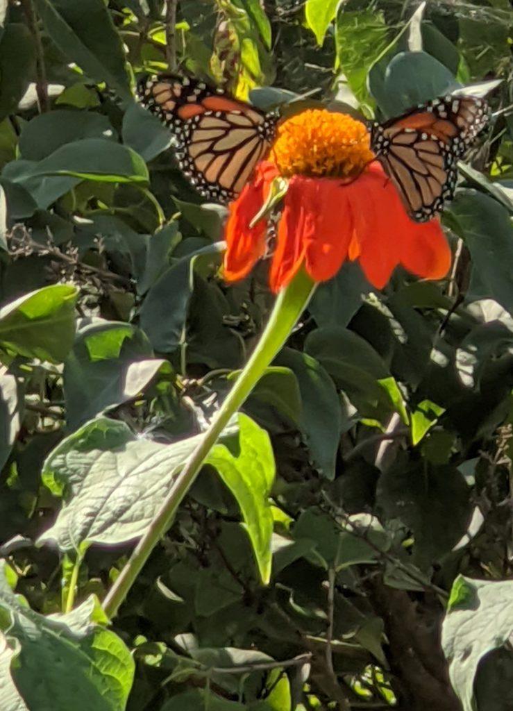 Photo of the Day 1 monarchs