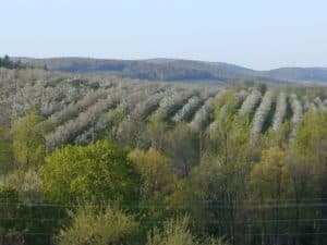 Adams County and Ireland’s County Armagh Share an Apple Connection