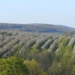 apple orchard