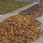 fall leaves