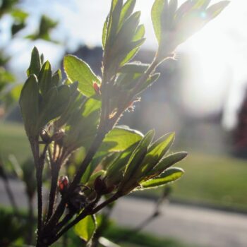 Spring 2022 Photo Contest 1 202203211747262
