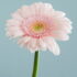 carolyn j shoop