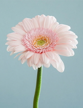 carolyn j shoop