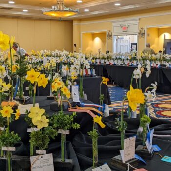 daffodils1
