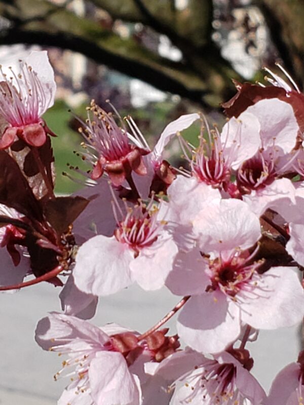 Spring 2022 Photo Contest 1 20200402 091022