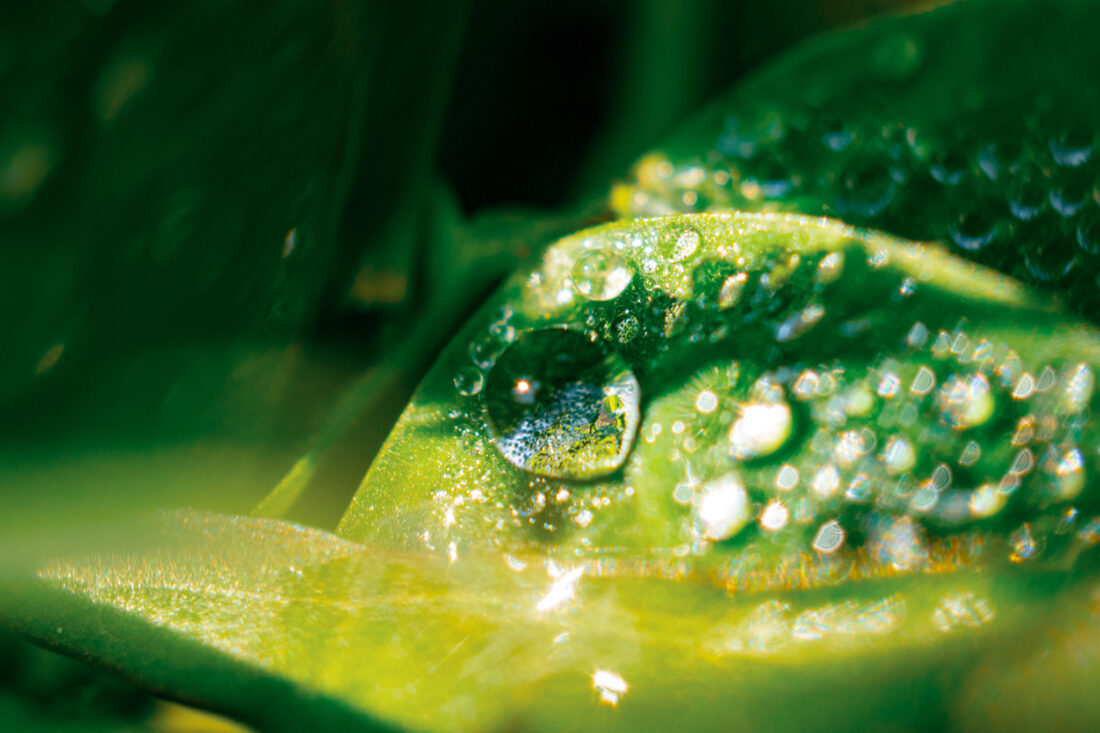 Spring 2022 Photo Contest 1 2EAE04BD 7C98 4991 B28C ADBDF23B2FDE
