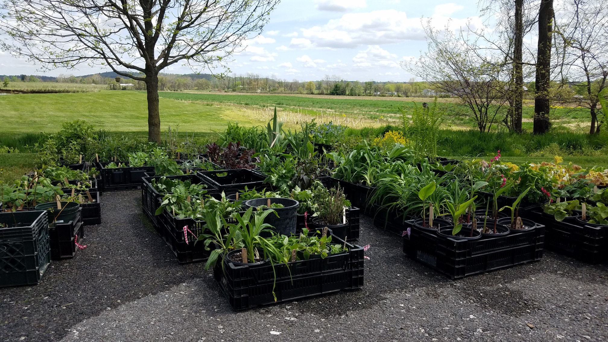 Spring plants 2022 1