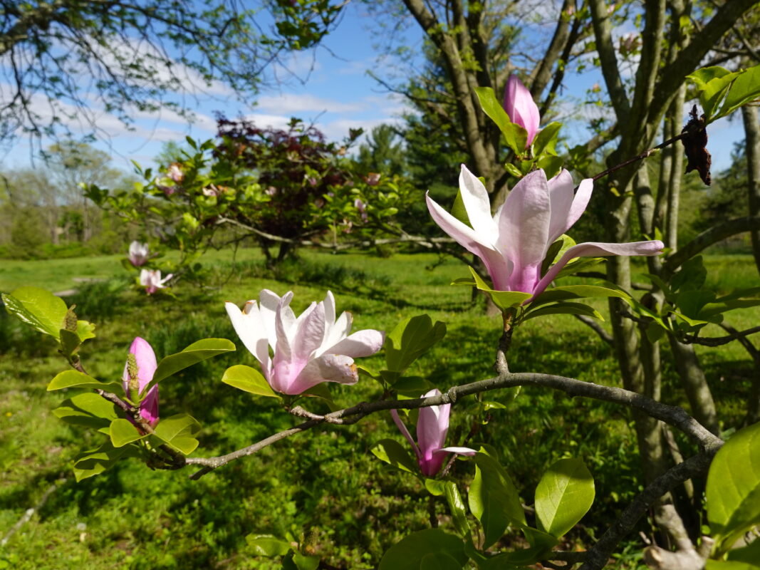Lily Magnolia