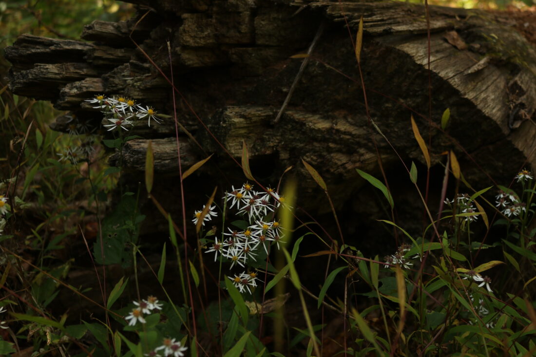 Wild Fall Asters