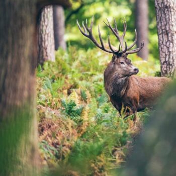 deer season