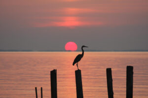 A new year, a new governor, a new chance to clean up the Chesapeake Bay | Opinion