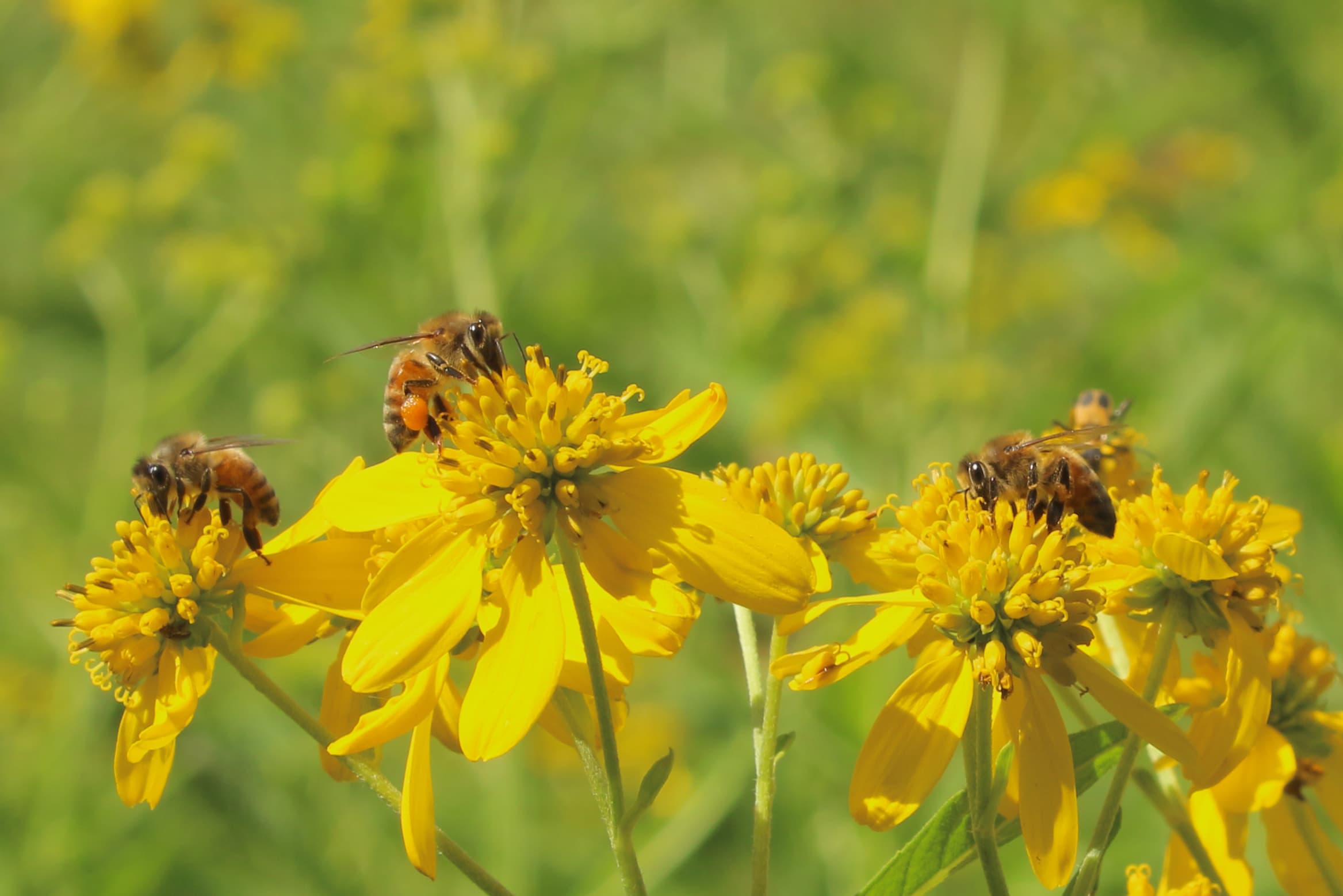 Honeybees on Wingstem