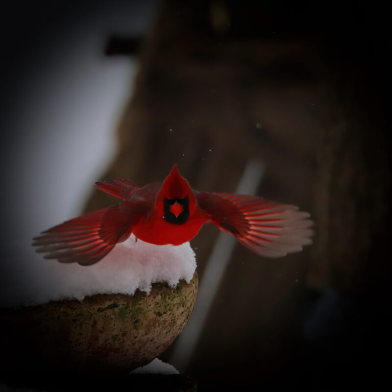 Northern Cardinal in flight