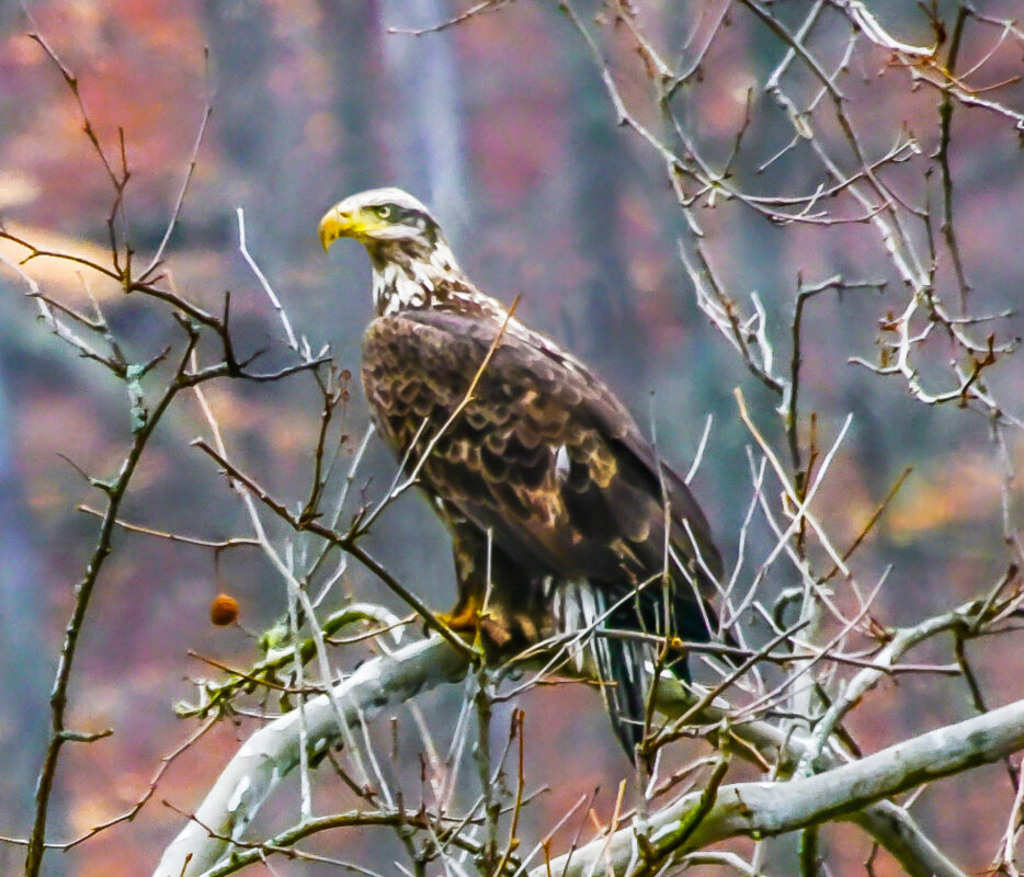 Young Bald Eagle Carroll Valley 2023 01 12