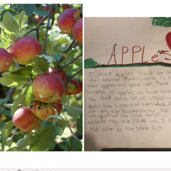 apples 2 1