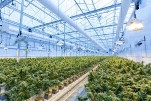 5 ways Pa.’s marijuana laws could change in 2023