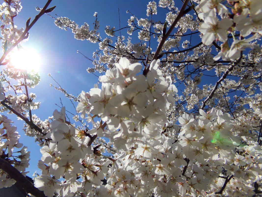 Easter tree blossoms