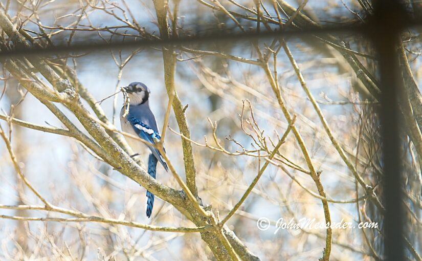 bluejay