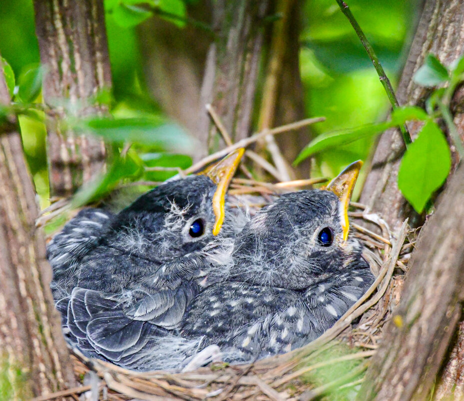 McLeod Simmons Baby Robins 1