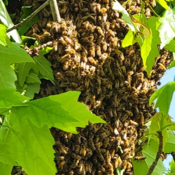 bees 1