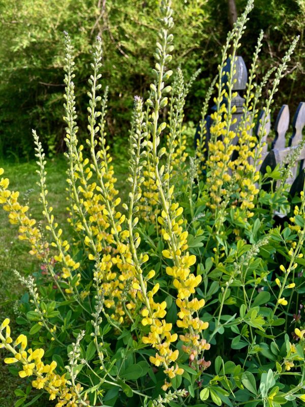false indigo 052523