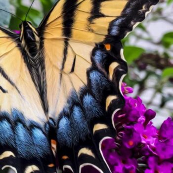 swallowtail