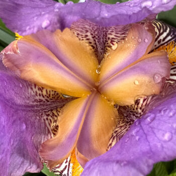 Close up Bloom