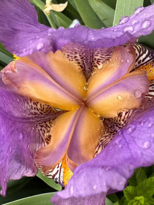 Close up Bloom