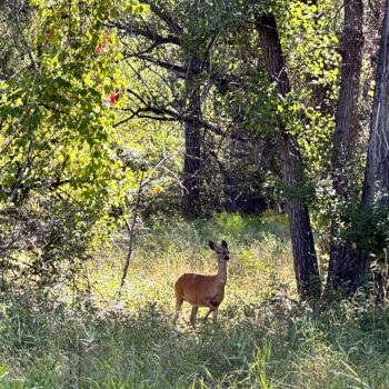 Deer near Billings