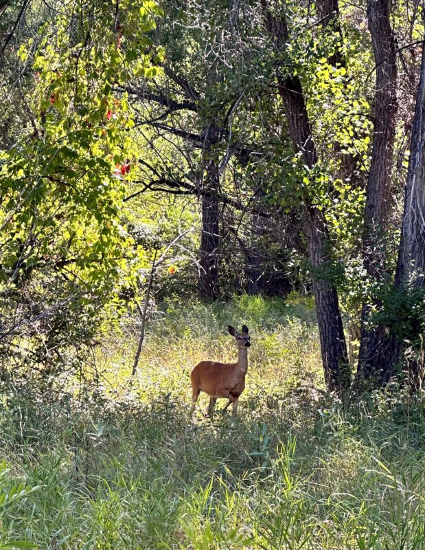 Deer near Billings