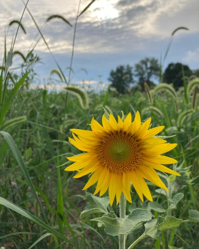 Sunflower 2