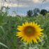 Sunflower 2