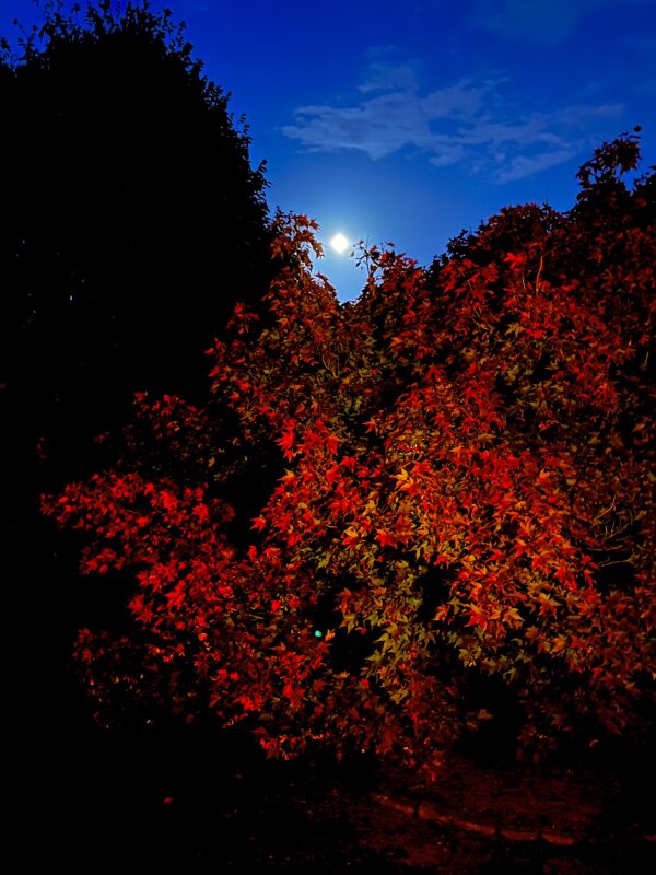 Fall 2023 Photo Contest 1 IMG 3743