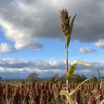 Sorghum and Sky