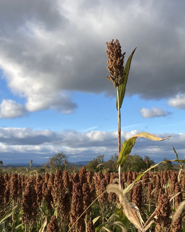 Sorghum and Sky