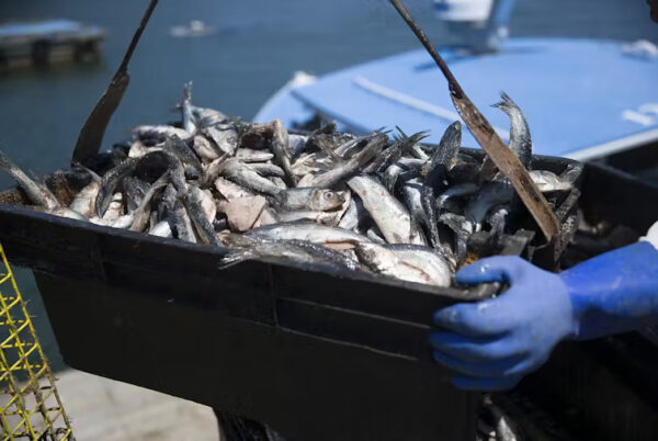 A Supreme Court ruling on fishing for herring could sharply curb federal regulatory power