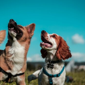 two white and brown dogs