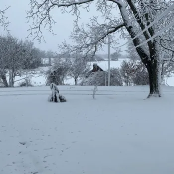 Snow scene 2023