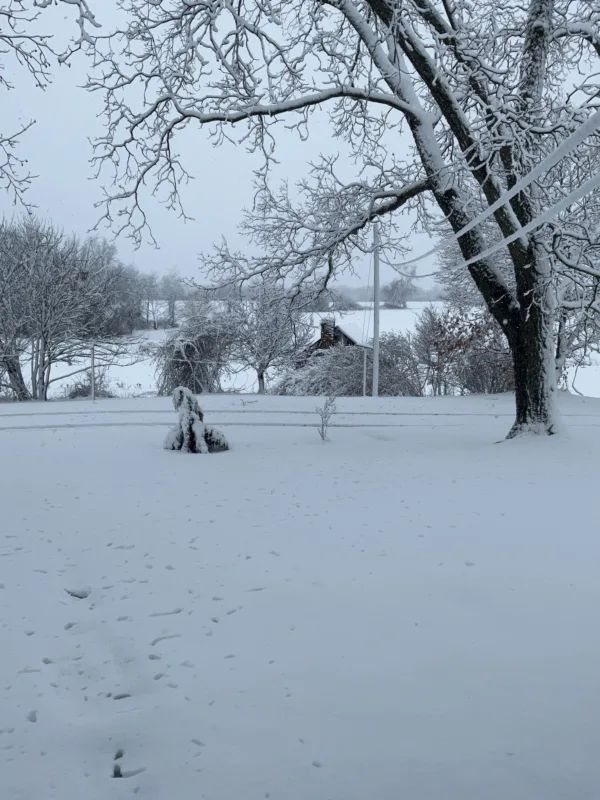 Snow scene 2023