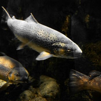 closeup photo of fish