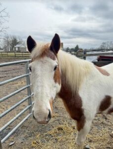 National Riding Stables Horse Rescue: Riding for Good