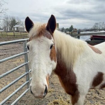 gettysburg horse rescue