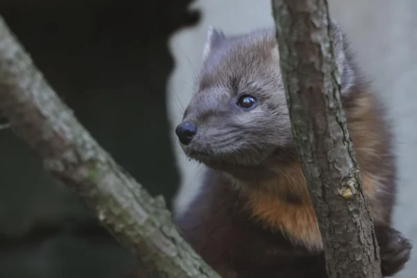 marten