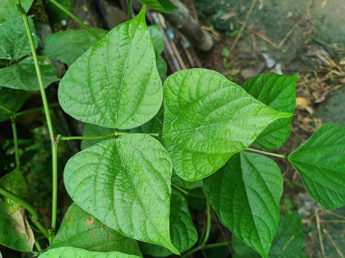 Summertime And Poison Ivy