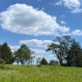 matthews easement