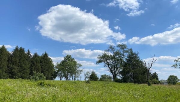 matthews easement