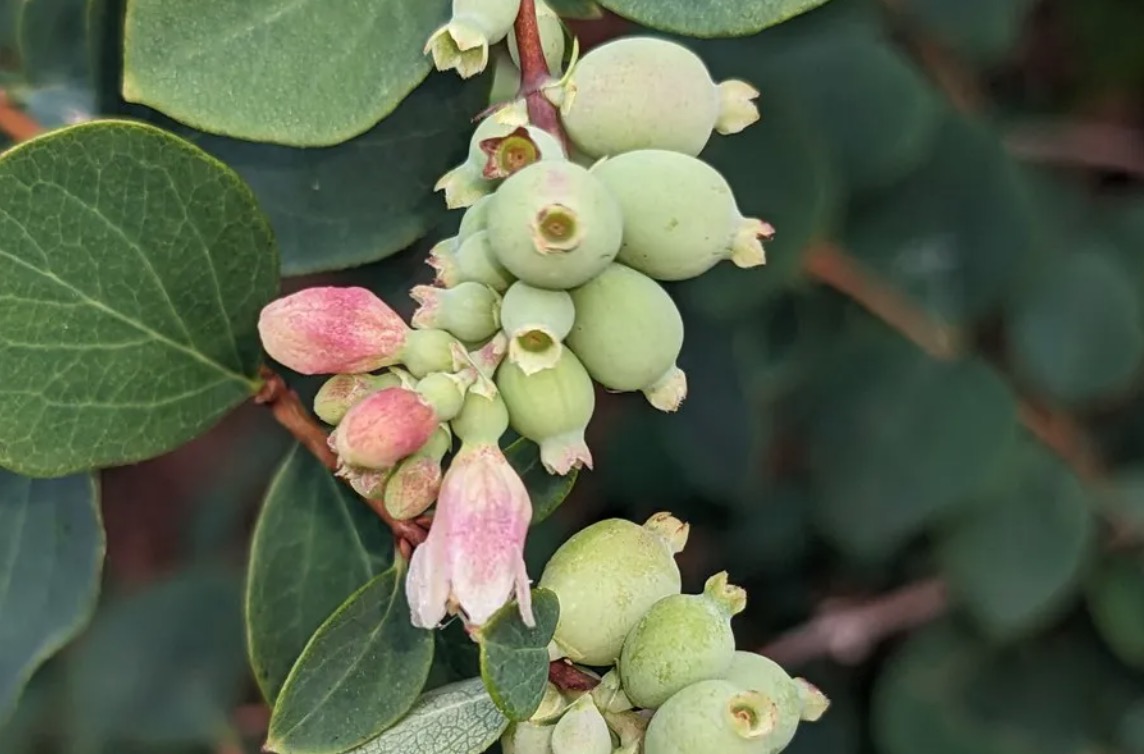 Native Tree and Shrub Sale now through Aug. 28!