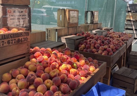 hollabaugh peaches