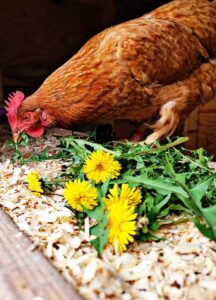 chicken